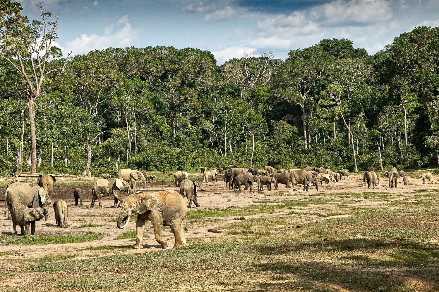 Dzanga Bai Elephant Enclave