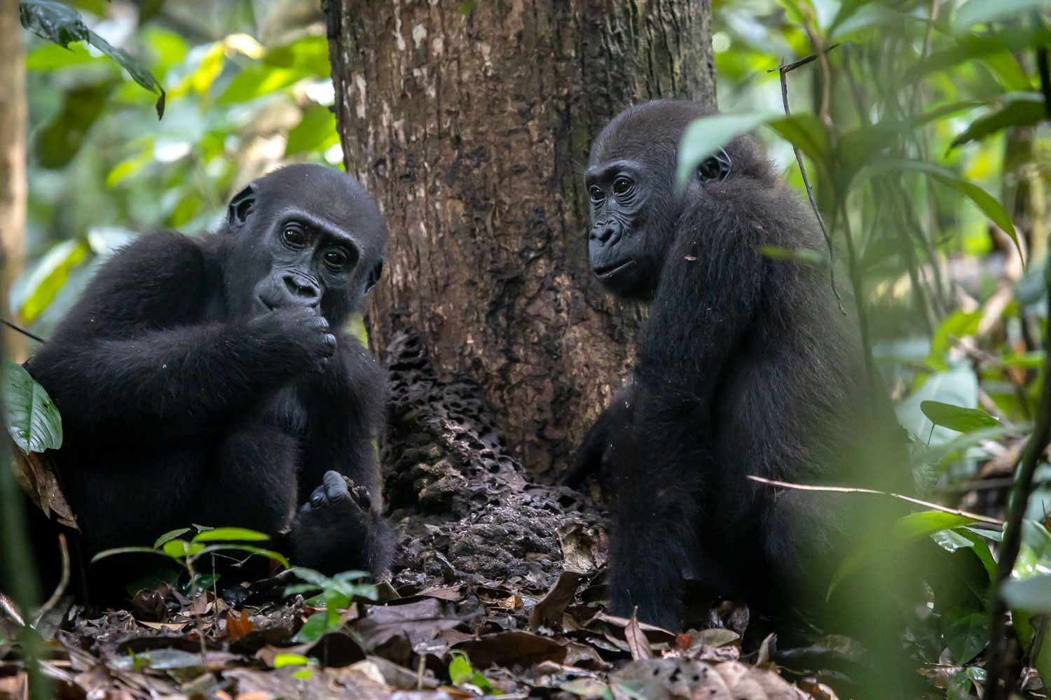 https://dzanga-sangha.org/wp-content/uploads/2019/06/gorillas.jpg