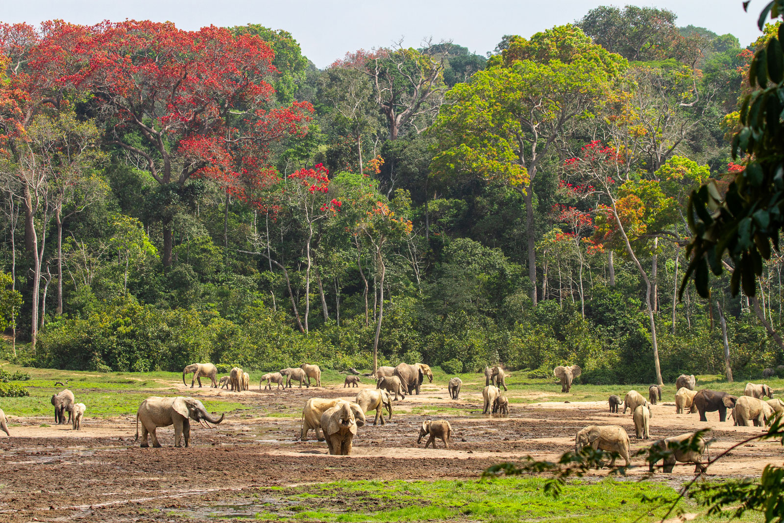 dzanga sangha tours