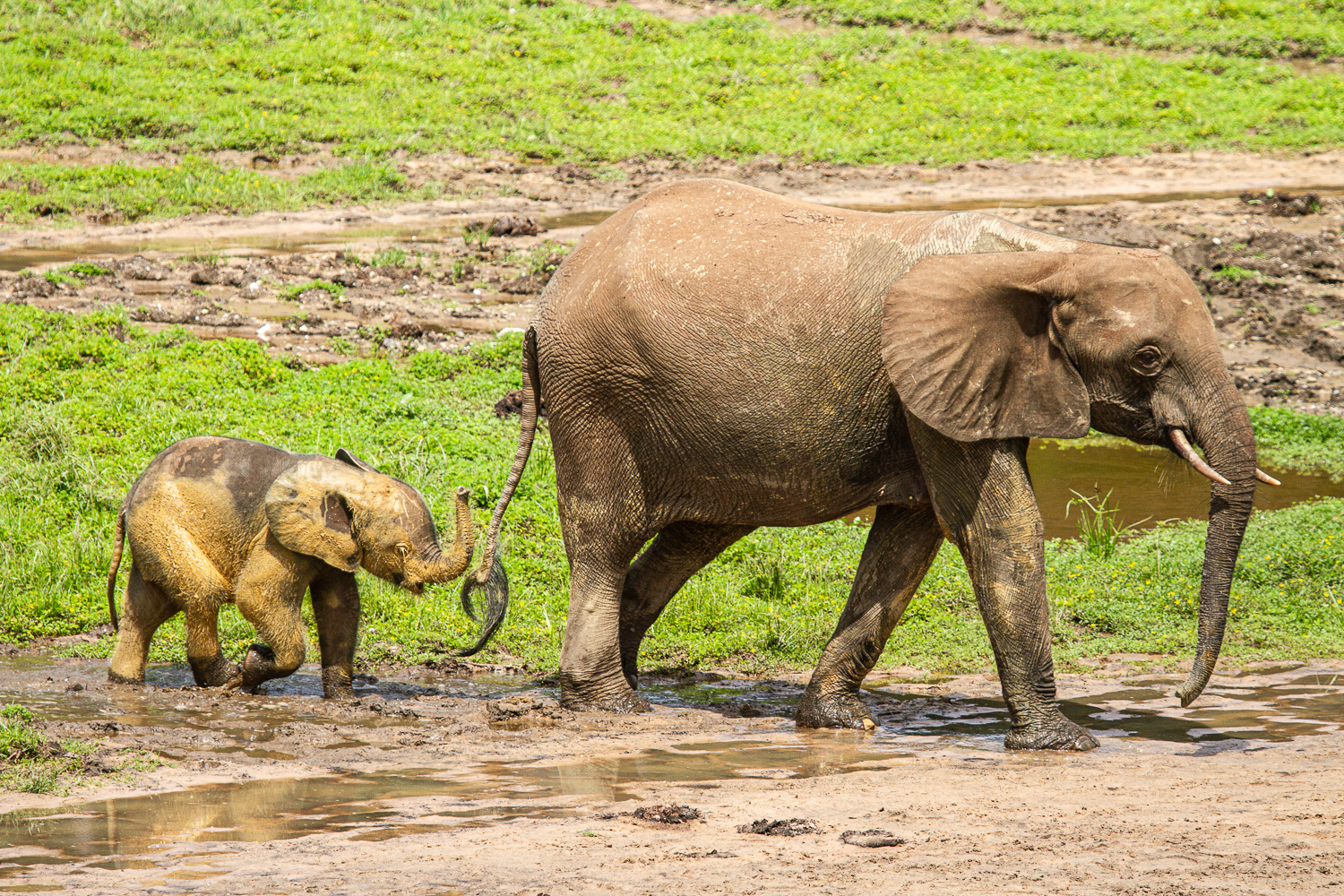 jungle elephant