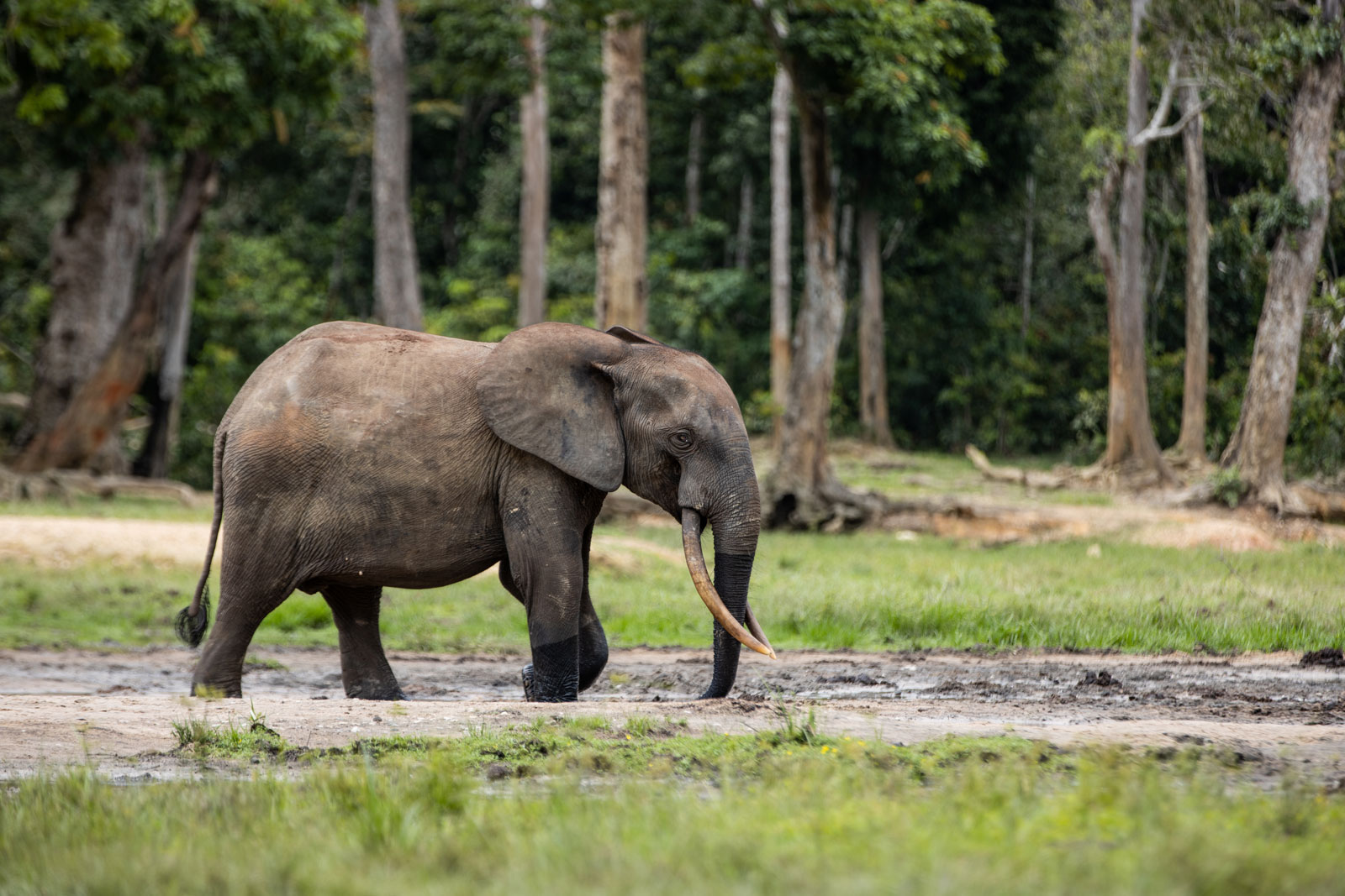 Dzanga Bai Elephant Enclave