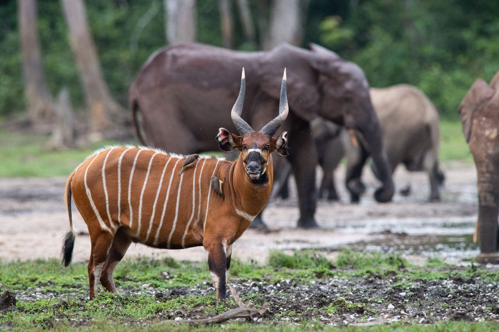 Dzanga Bai Elephant Enclave