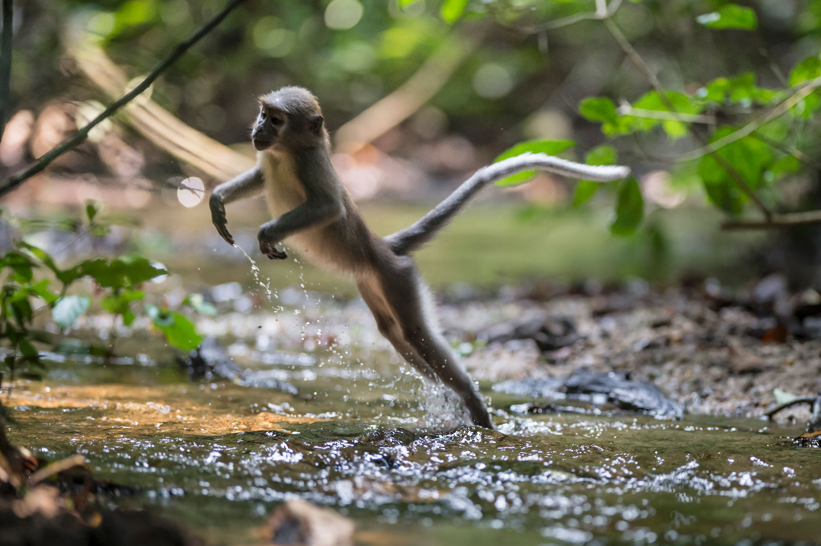 Agile Mangabey