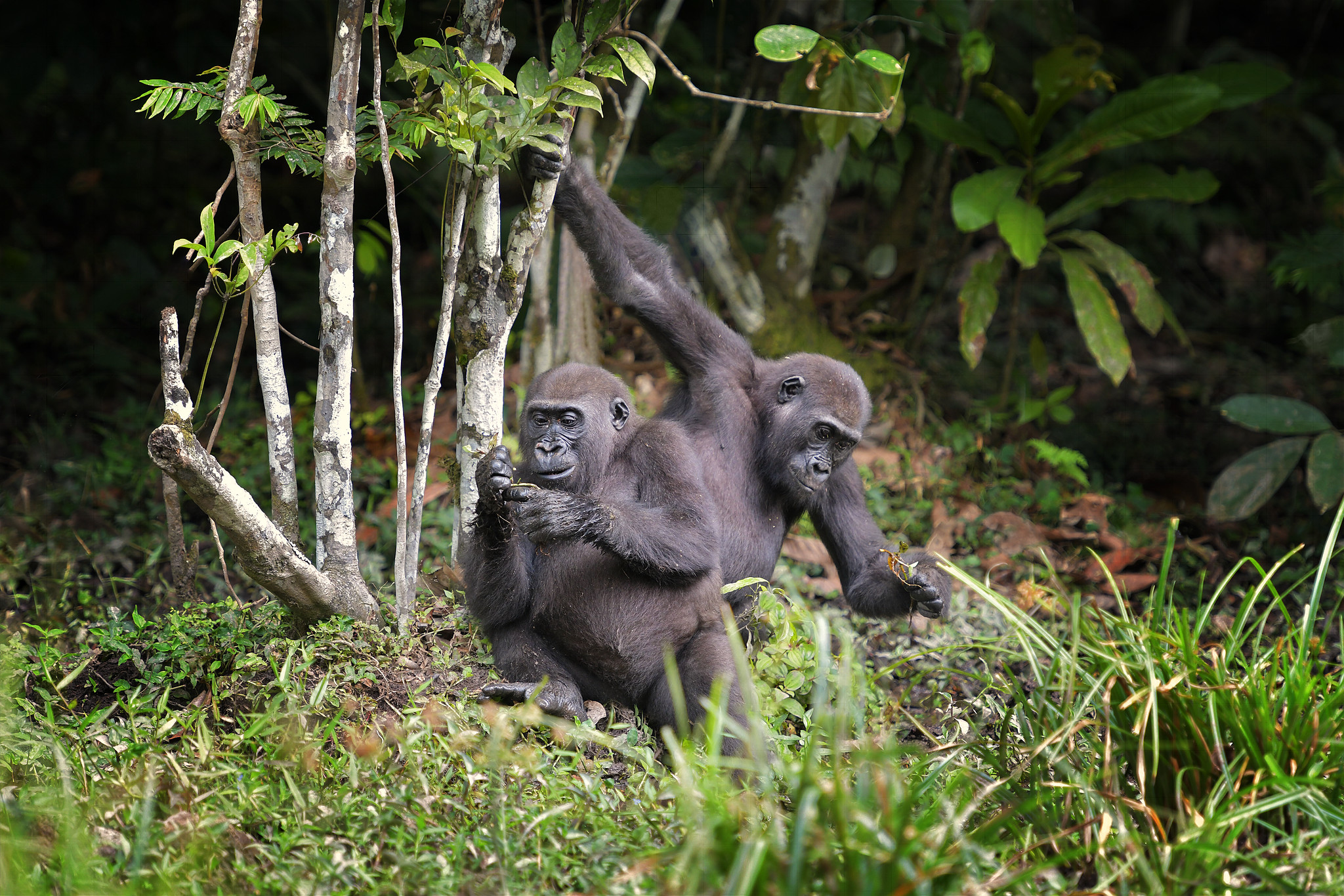A baby gorilla and multiple elephant calves make their debut in  Dzanga-Sangha, Stories