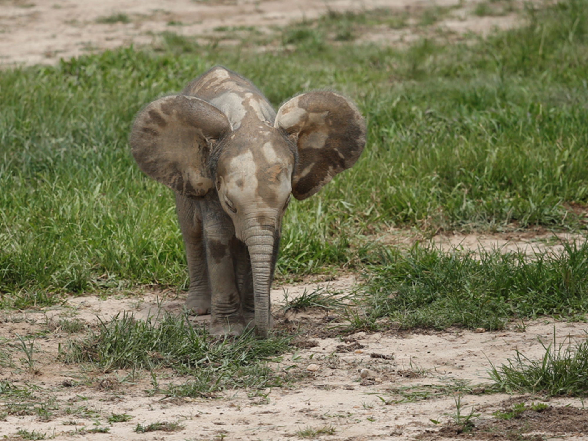 Dzanga Bai Elephant Enclave