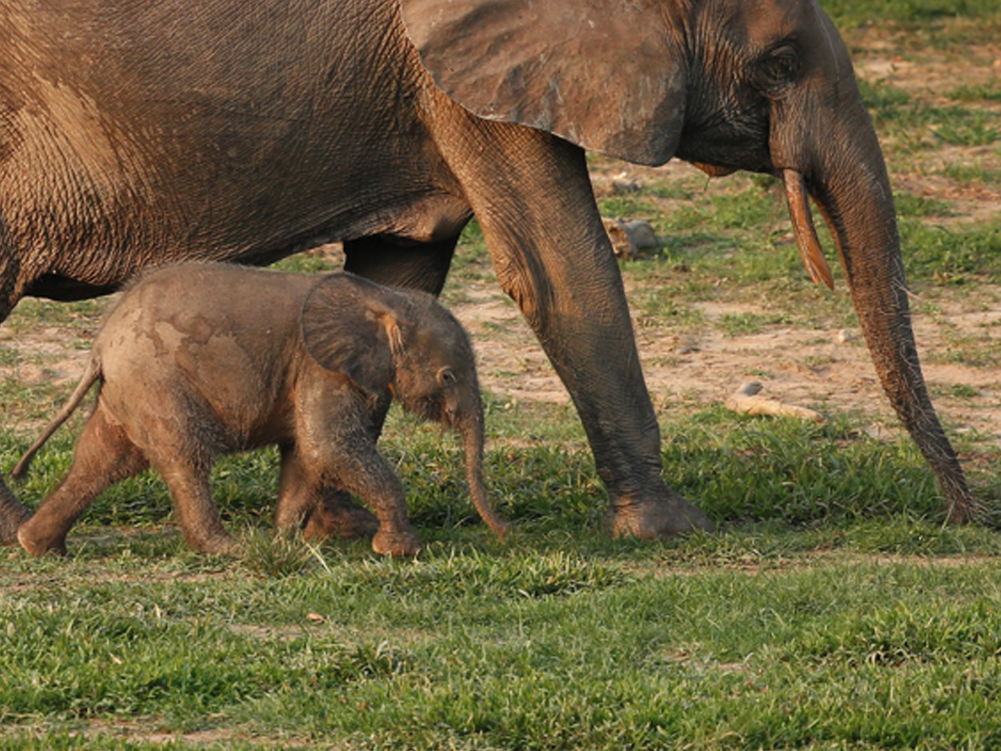 Dzanga Bai Elephant Enclave